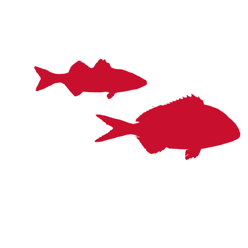 Sea bass and bream red icon