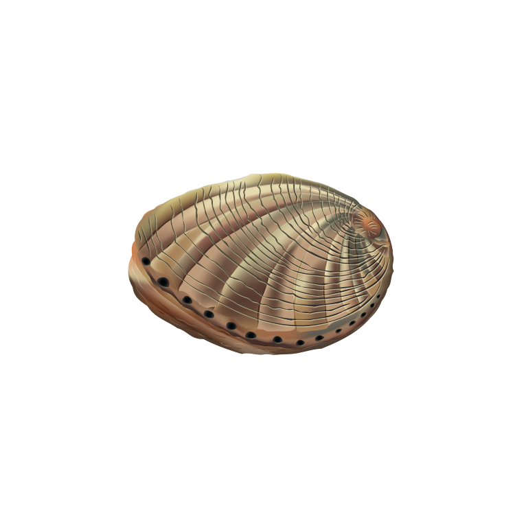 Abalone (Haliotidae)