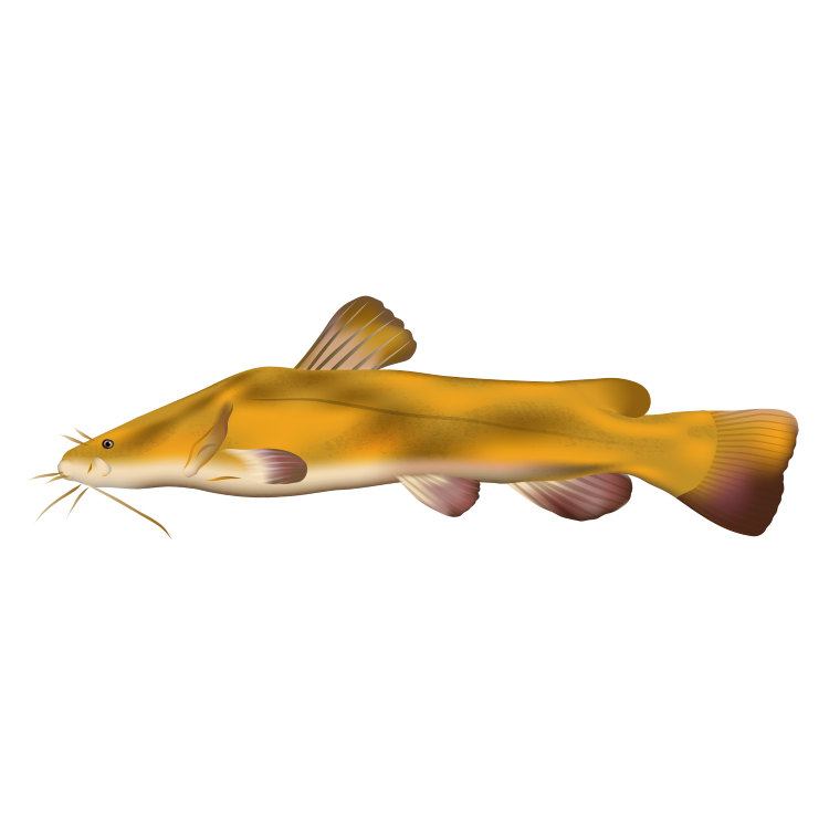 Yellow catfish