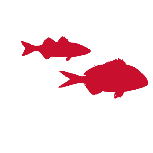 Sea bass and bream red icon