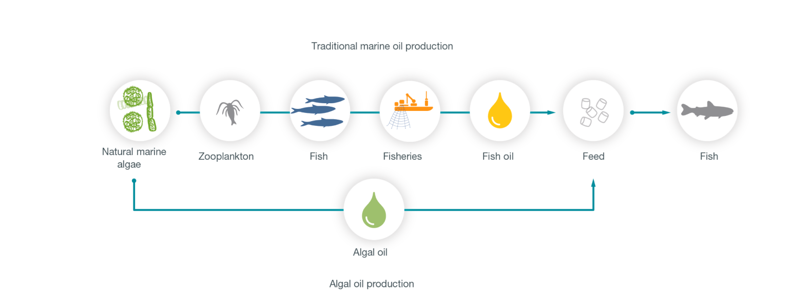 Algal oil production figure