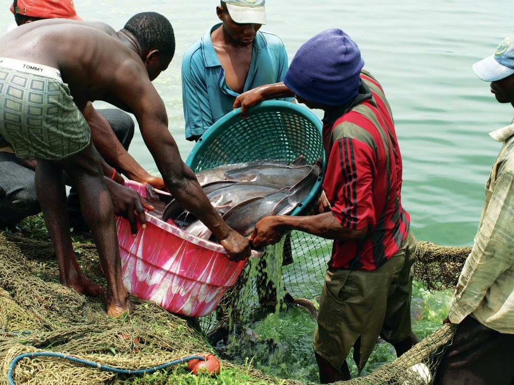 Fish farm in Nigeria