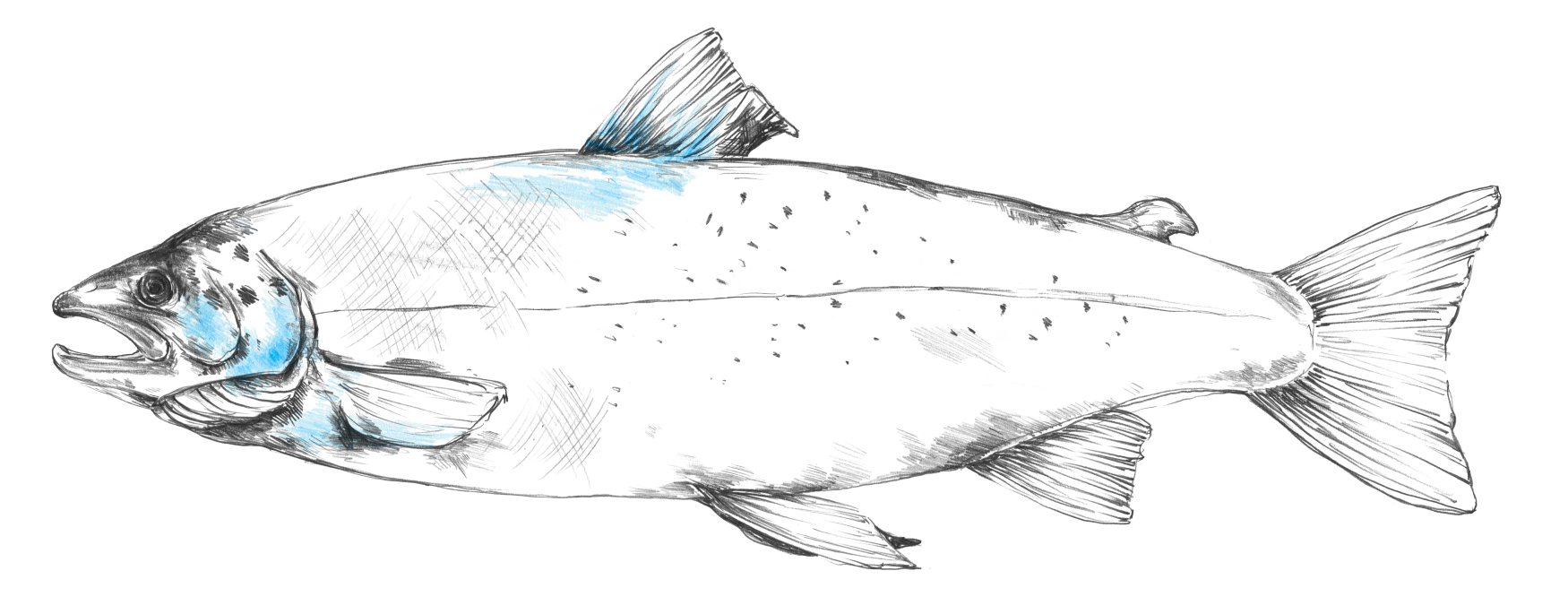 myProtec salmon illustration