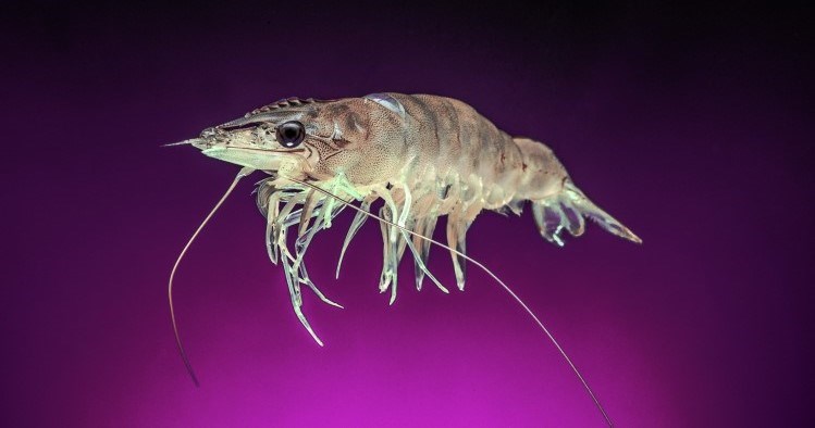 A photo of a shrimp suspended on a purple background