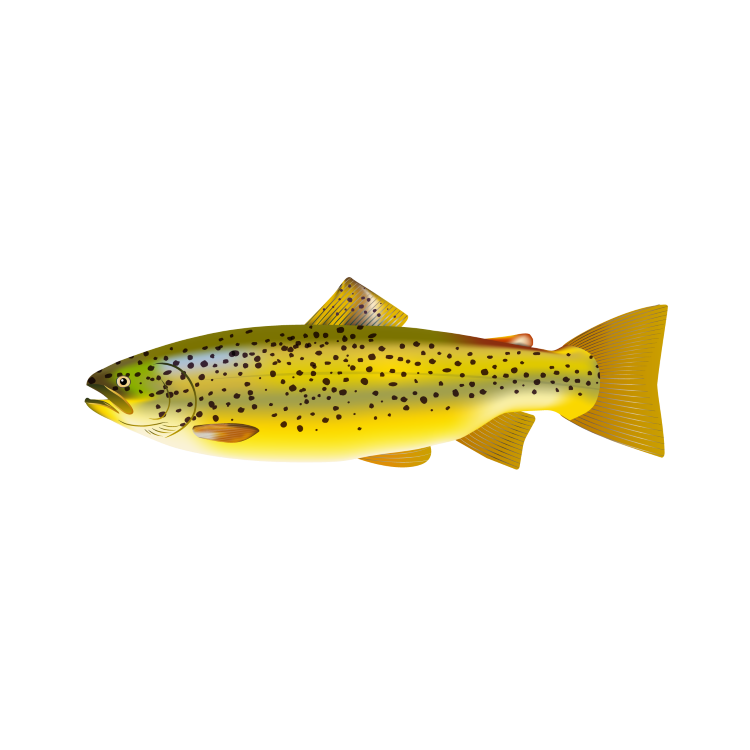 Freshwater trout