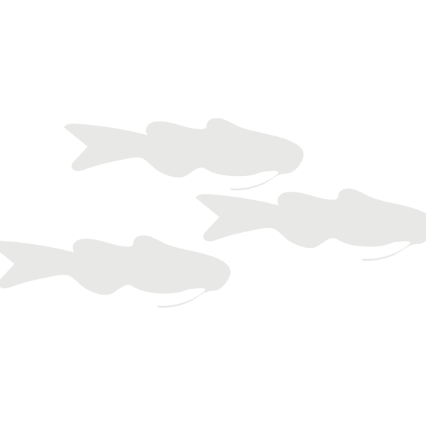 African Catfish Lifecycle