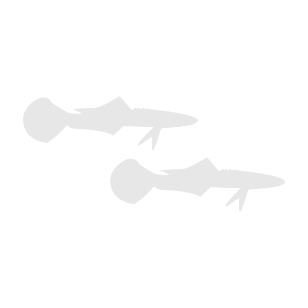 Cobia lifecycle