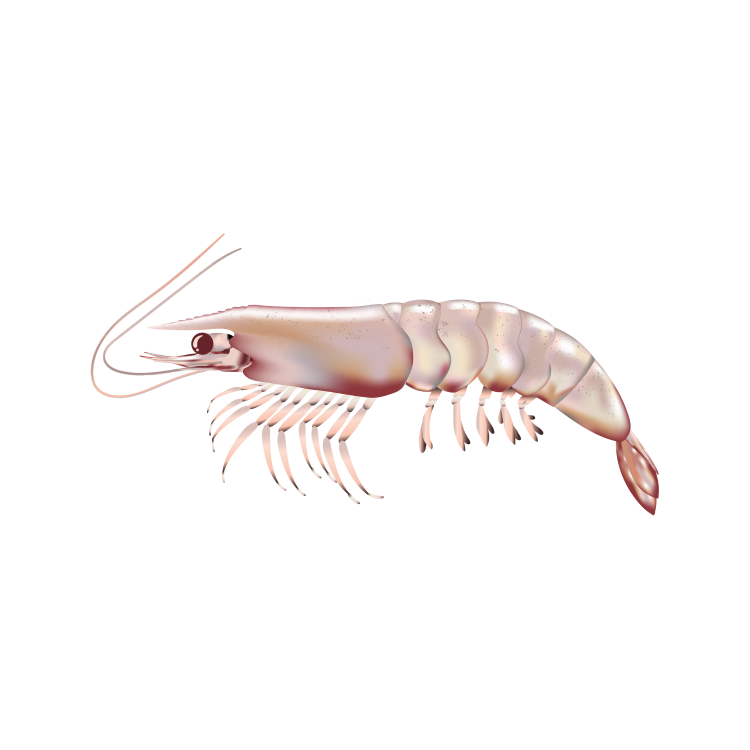 Whiteleg shrimp