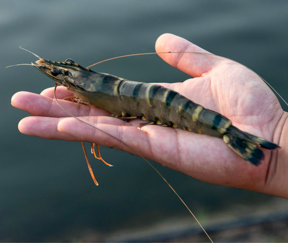 A black tiger shrimp in an open hand