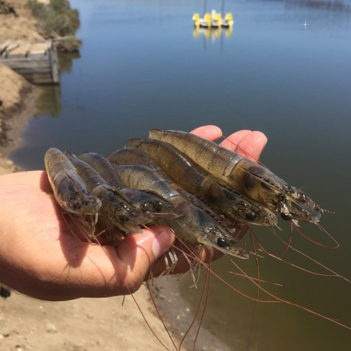 Egypt shrimp.png