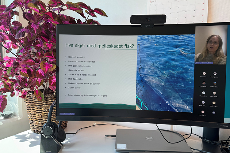 Gjellewebinar juni 2024