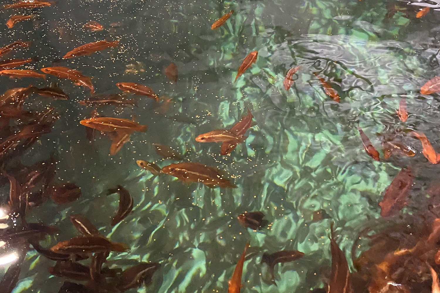 Farmed wrasse in tubs with feed
