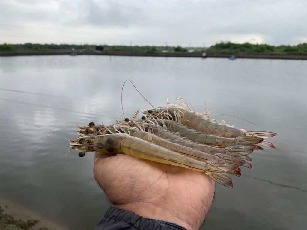Stress Management in shrimp