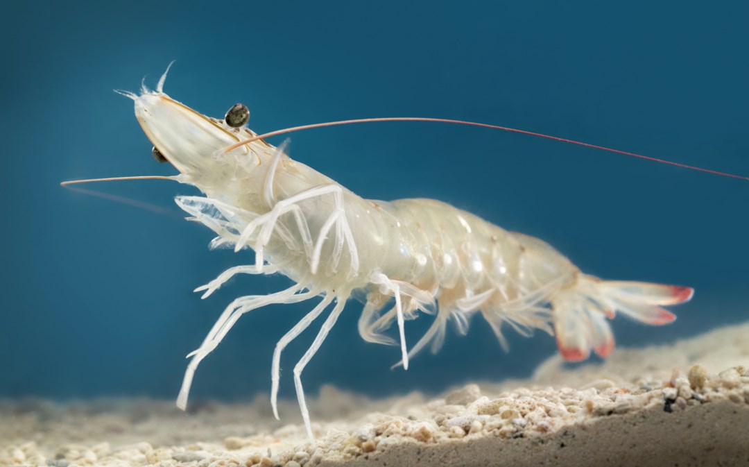 White leg shrimp