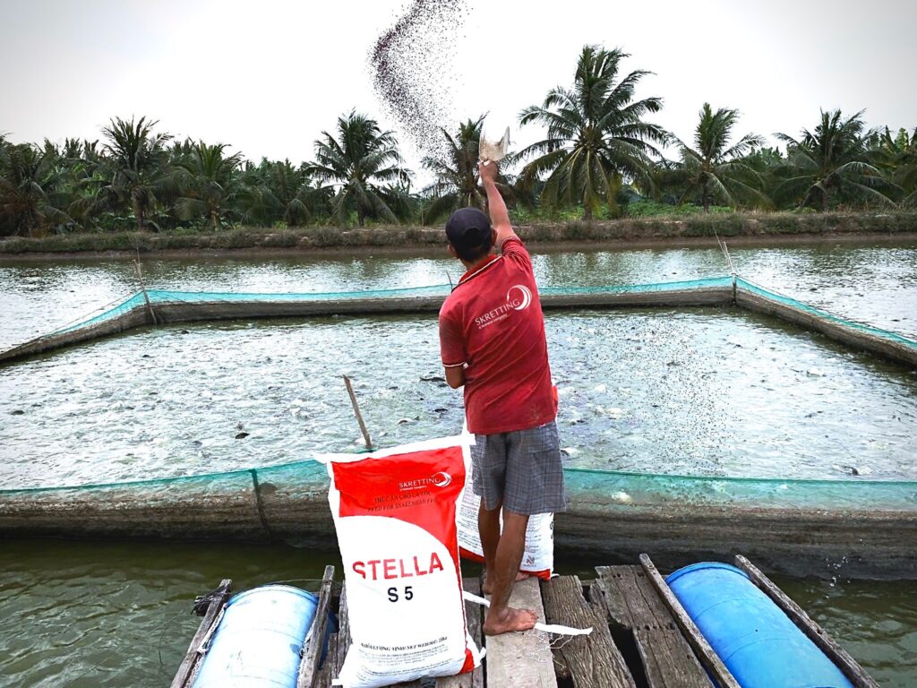 Farmer-feeding-snakehead-with-our-Stella-S-feed-1024x768.jpg
