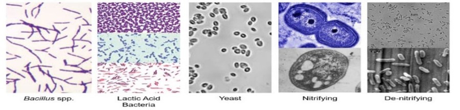 Microscopic pictures of bacterial strains