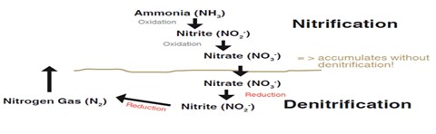 Nitrogen cycle