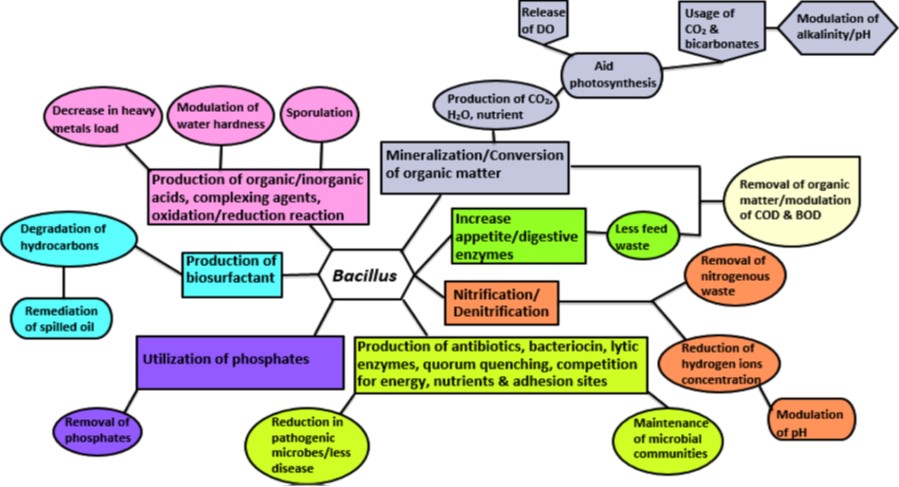 Bacillus role in aquaculture