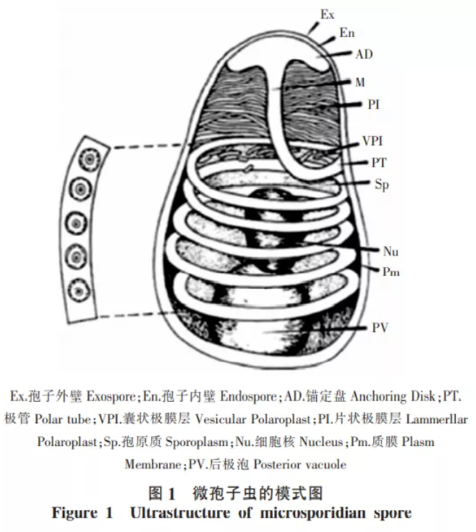 imagerq0kh.png