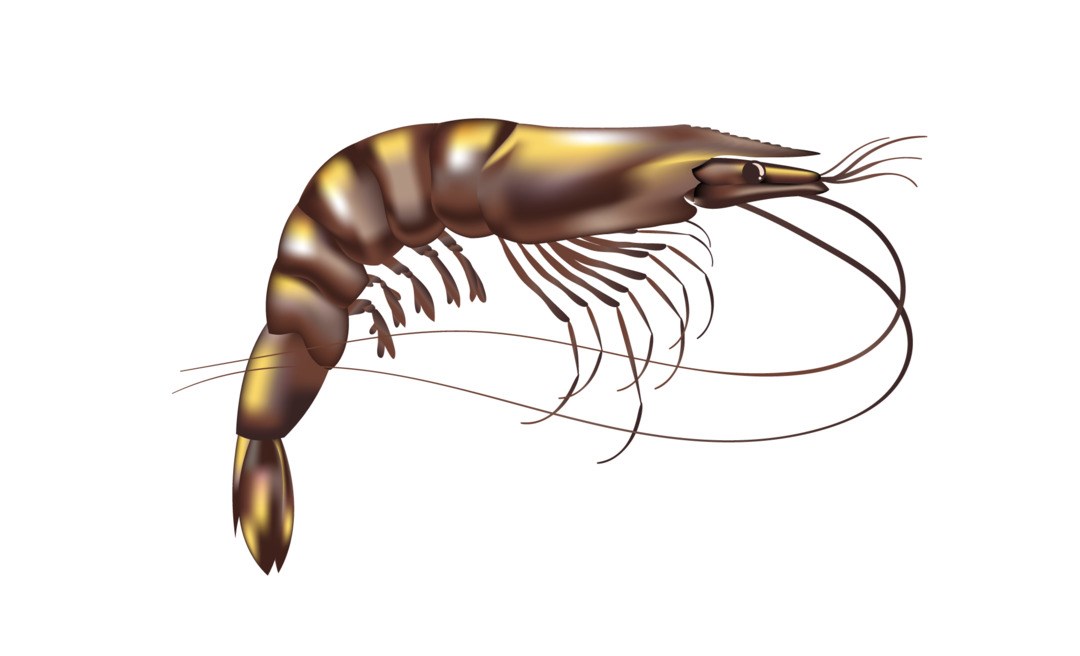 P.Monodon Black tiger shrimp