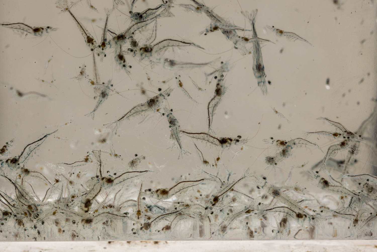 shrimp larvae