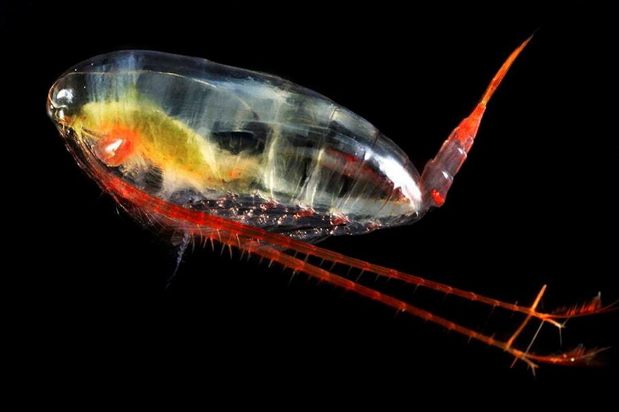 Calanus