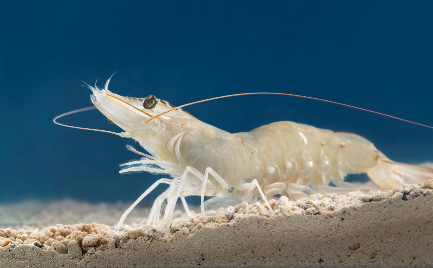 Whiteleg shrimp underwater