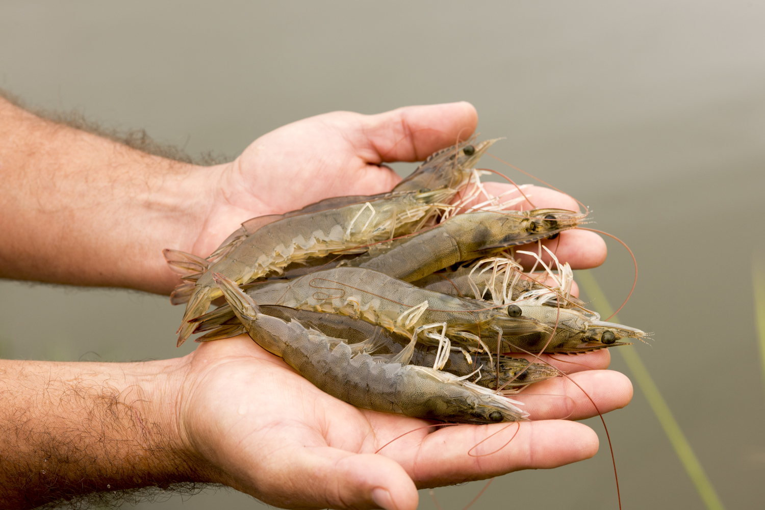 Stress Management in Shrimp Farming