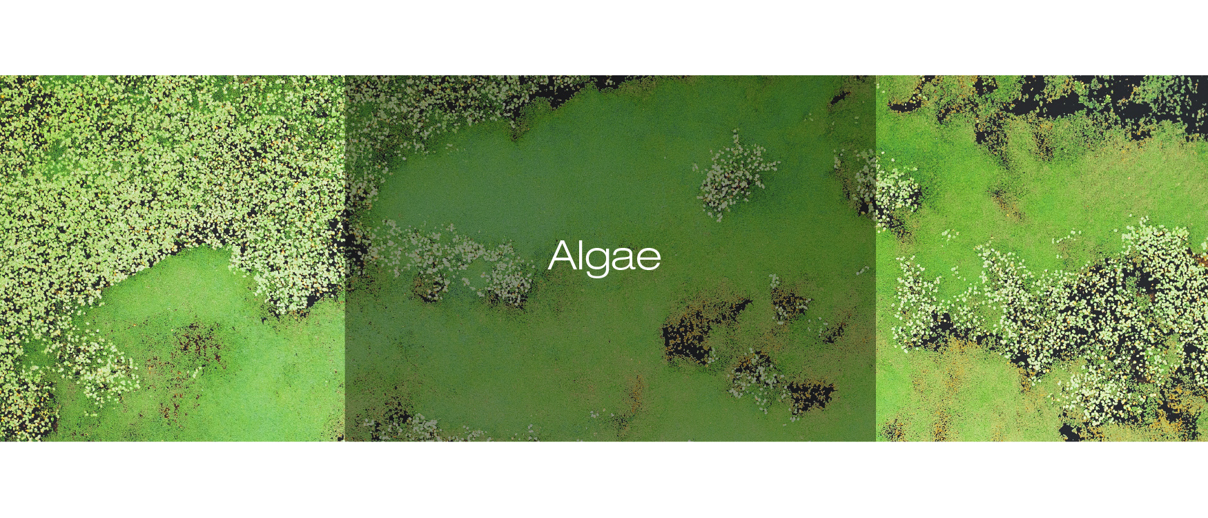 Algas