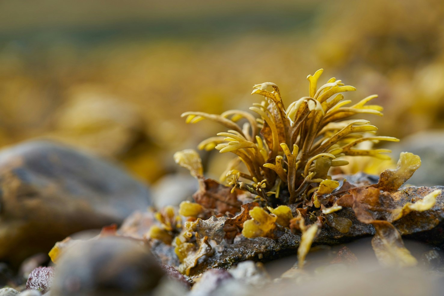 Seaweed close up