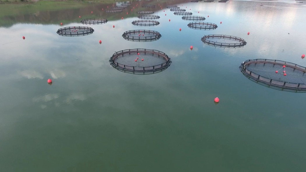 Fish farm in the lake