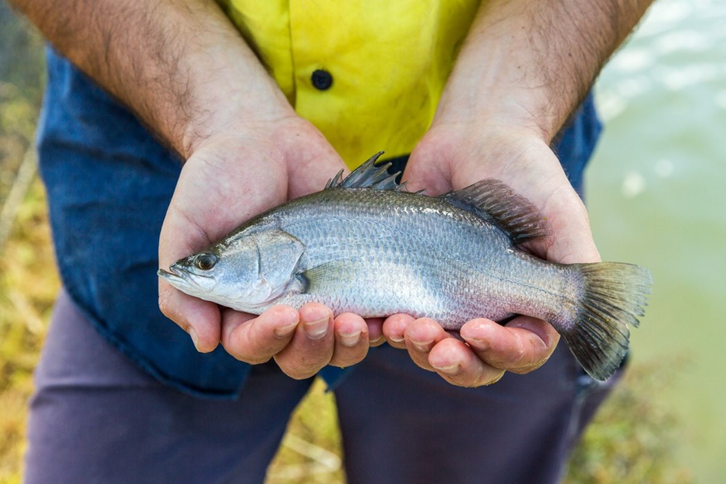 Barramundi being held out by a farmer
