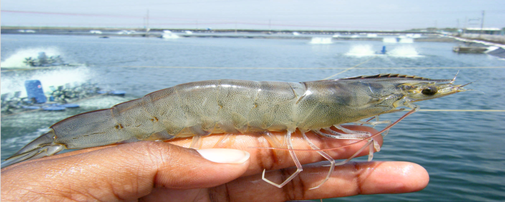 A picture of a grown shrimp on a finger with a shrimp farm in the background