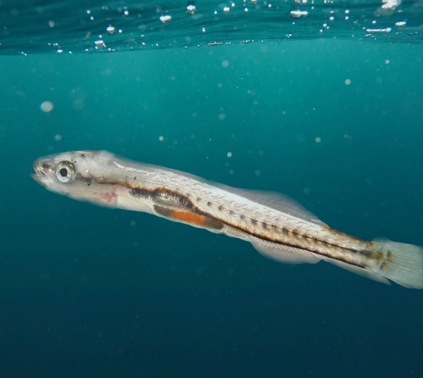 GEMMA Neo with background color - Water.jpg