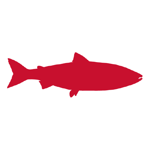 Atlantic salmon icon