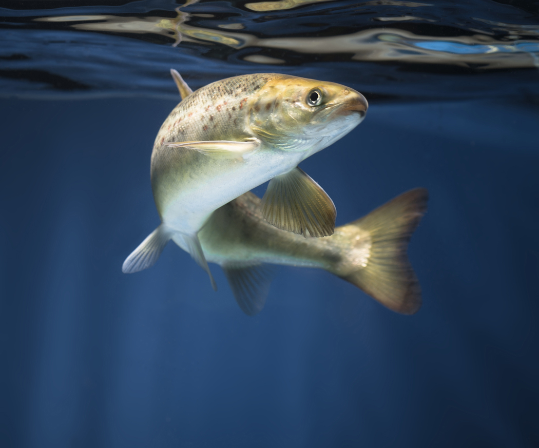 Salmon under water