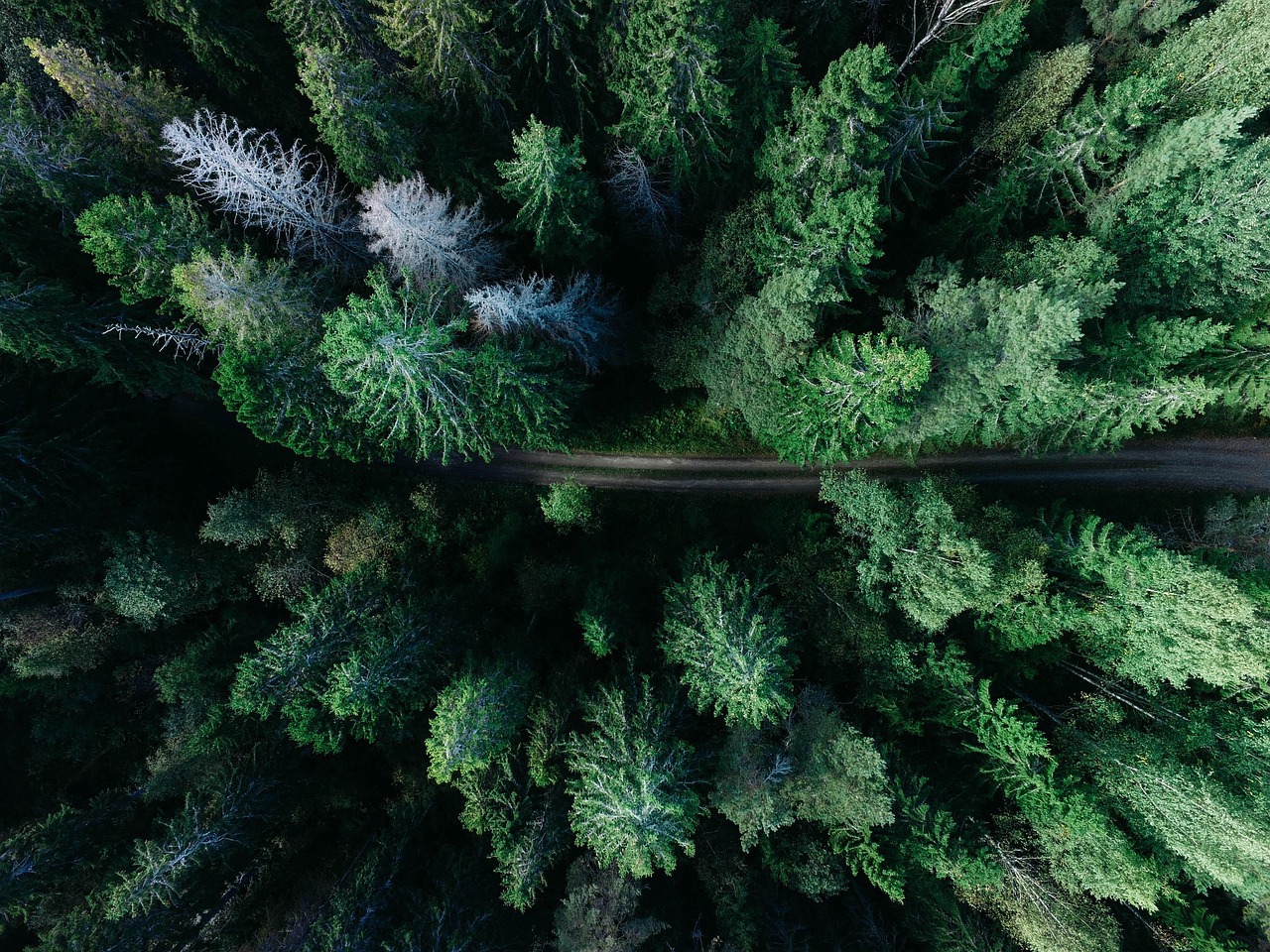 An aerial shot of a pine forest with a road going through it