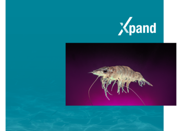 Xpand graphic