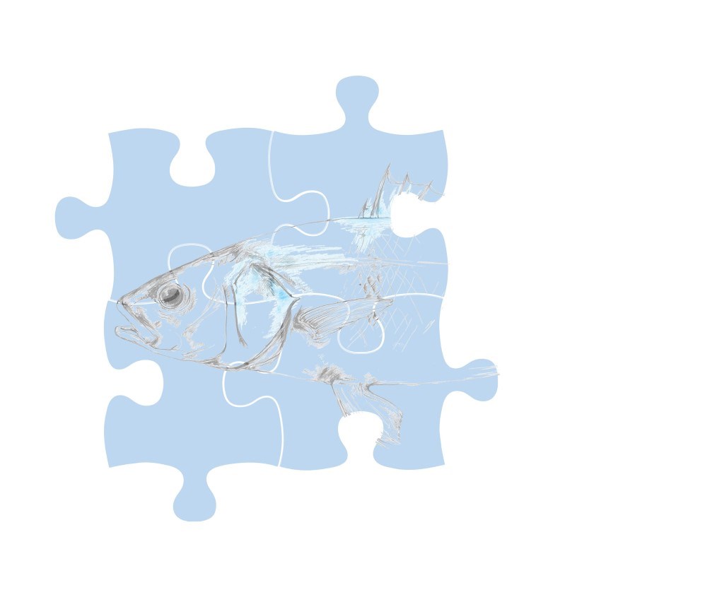 myProtec sea bass puzzle illustration