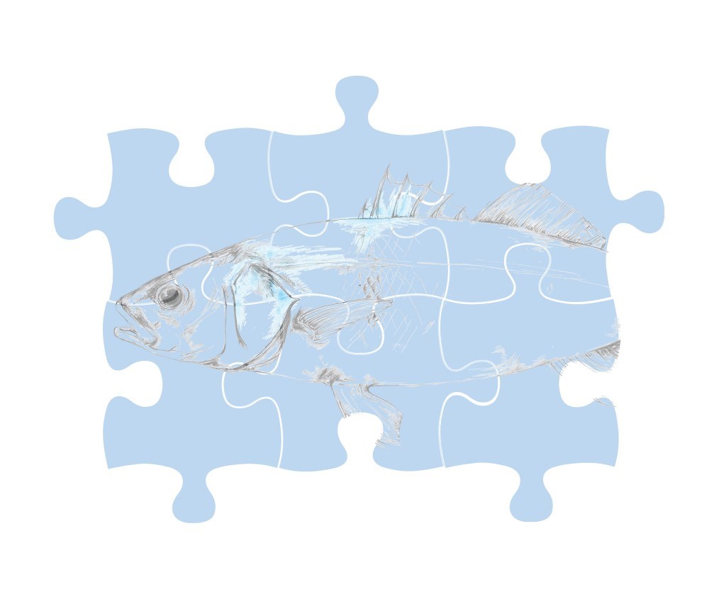 myProtec sea bass illustration