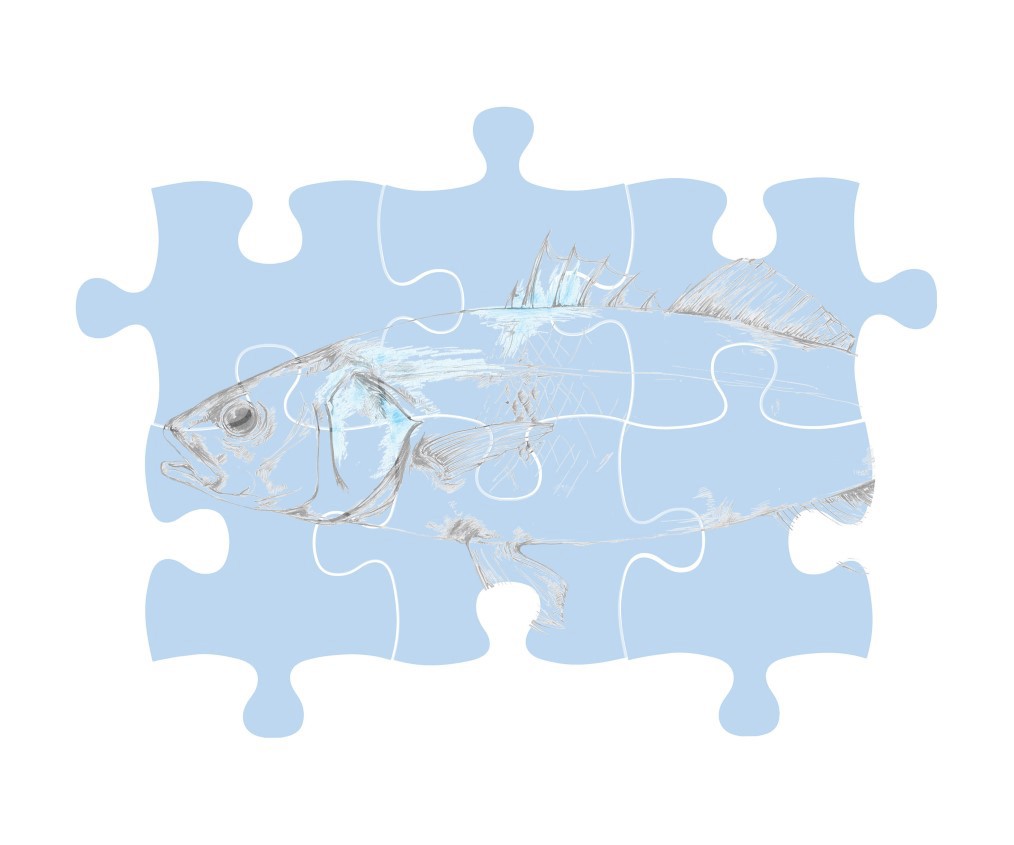 myProtec sea bass illustration