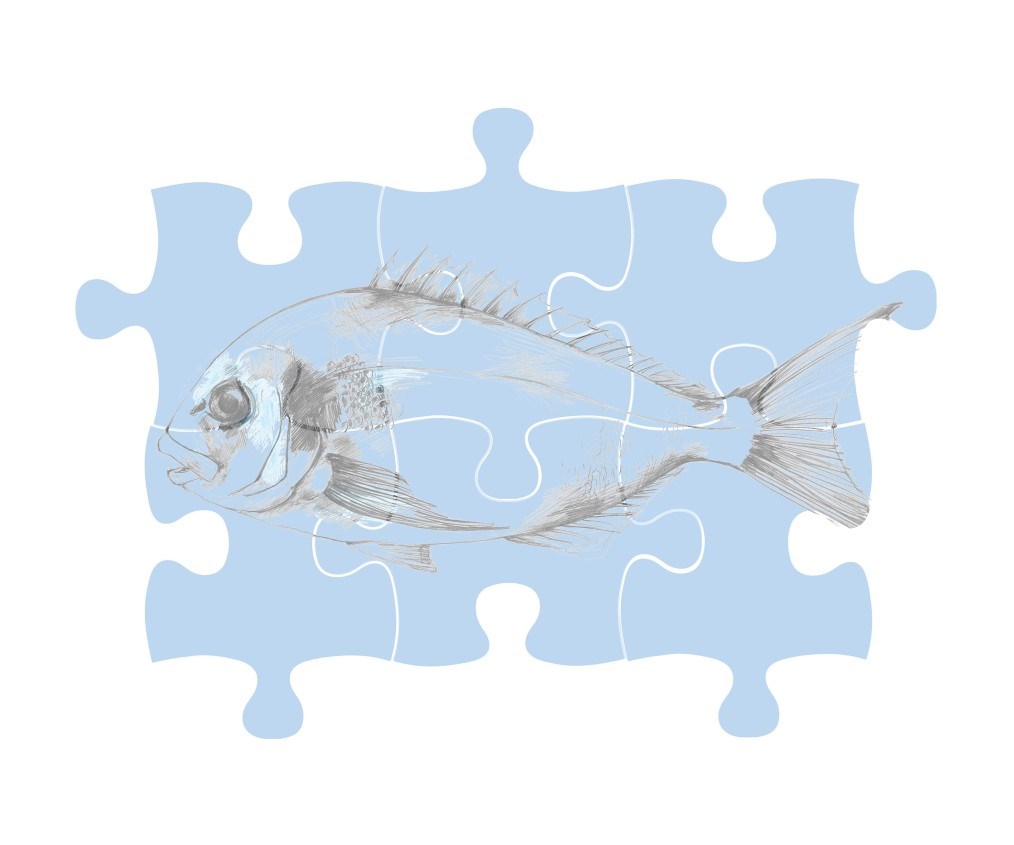 myProtec sea bream puzzle illustration