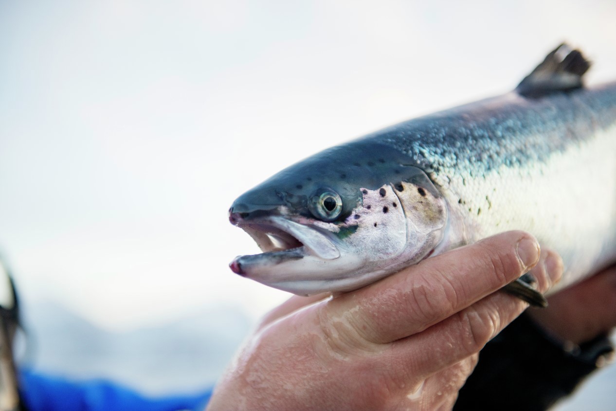 Atlantic salmon