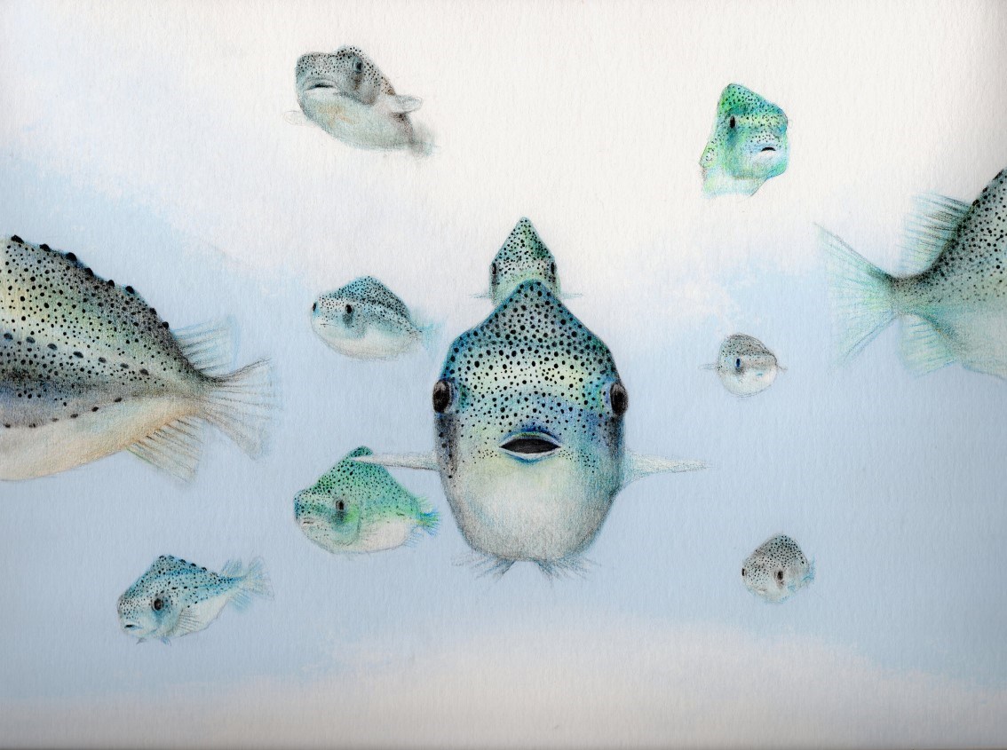 Cleanerfish illustration