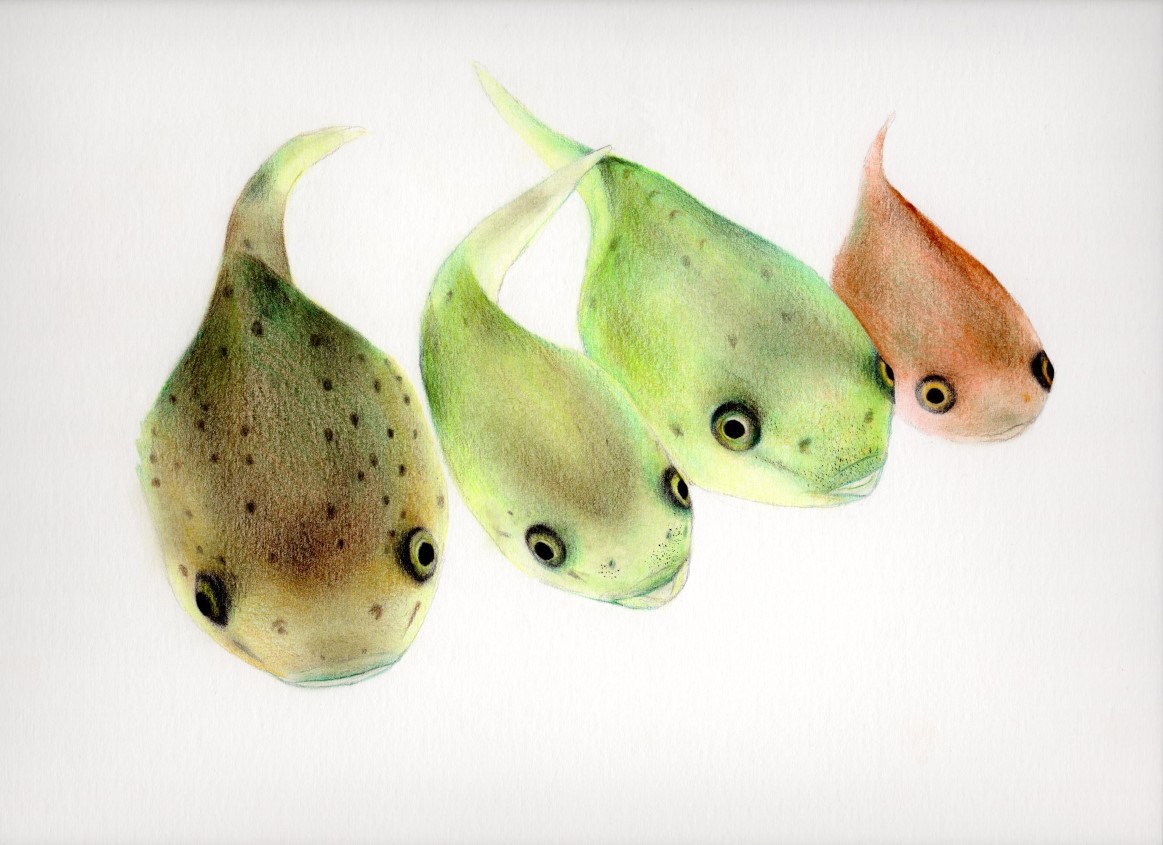 Cleanerfish juveniles