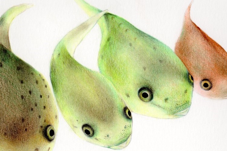 An illustration of cleanerfish juveniles, drawn in coloured pencil