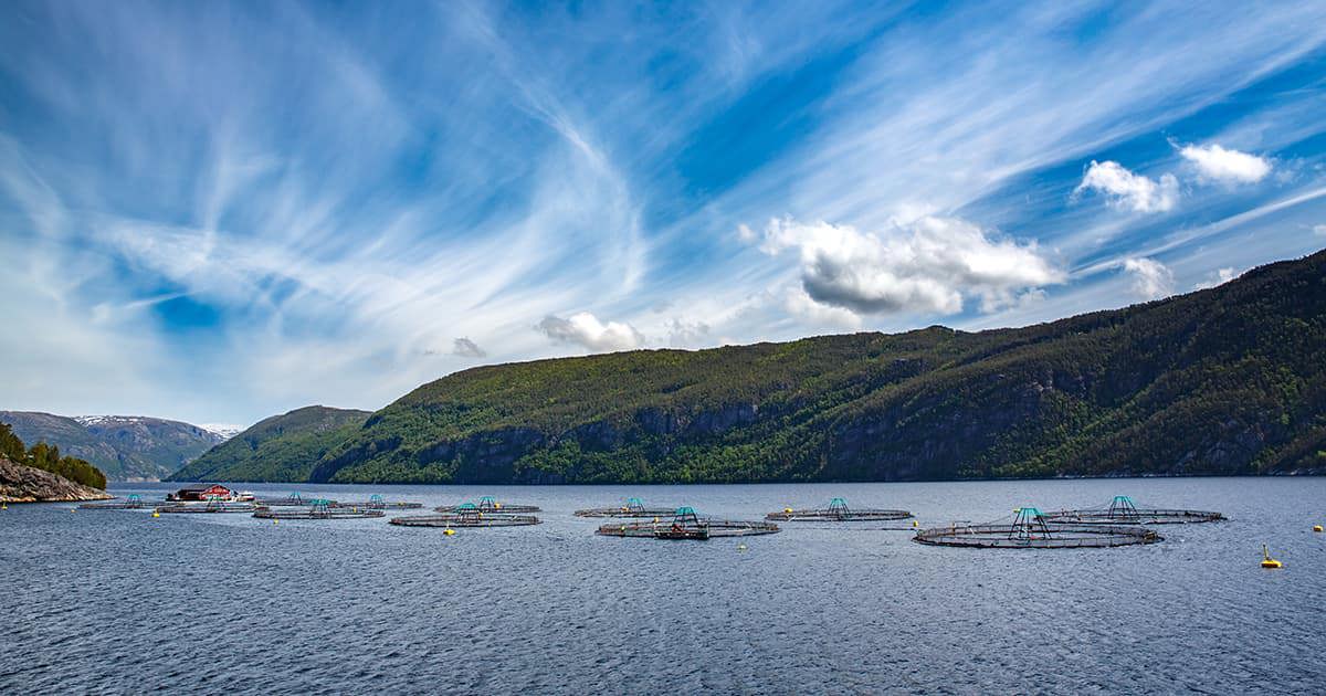 Fish farm at sea