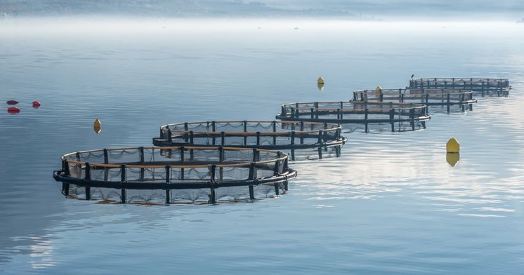 Fish farm at sea