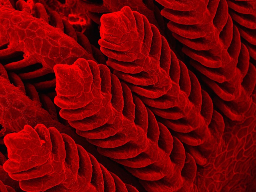 Fish gills under a microscope