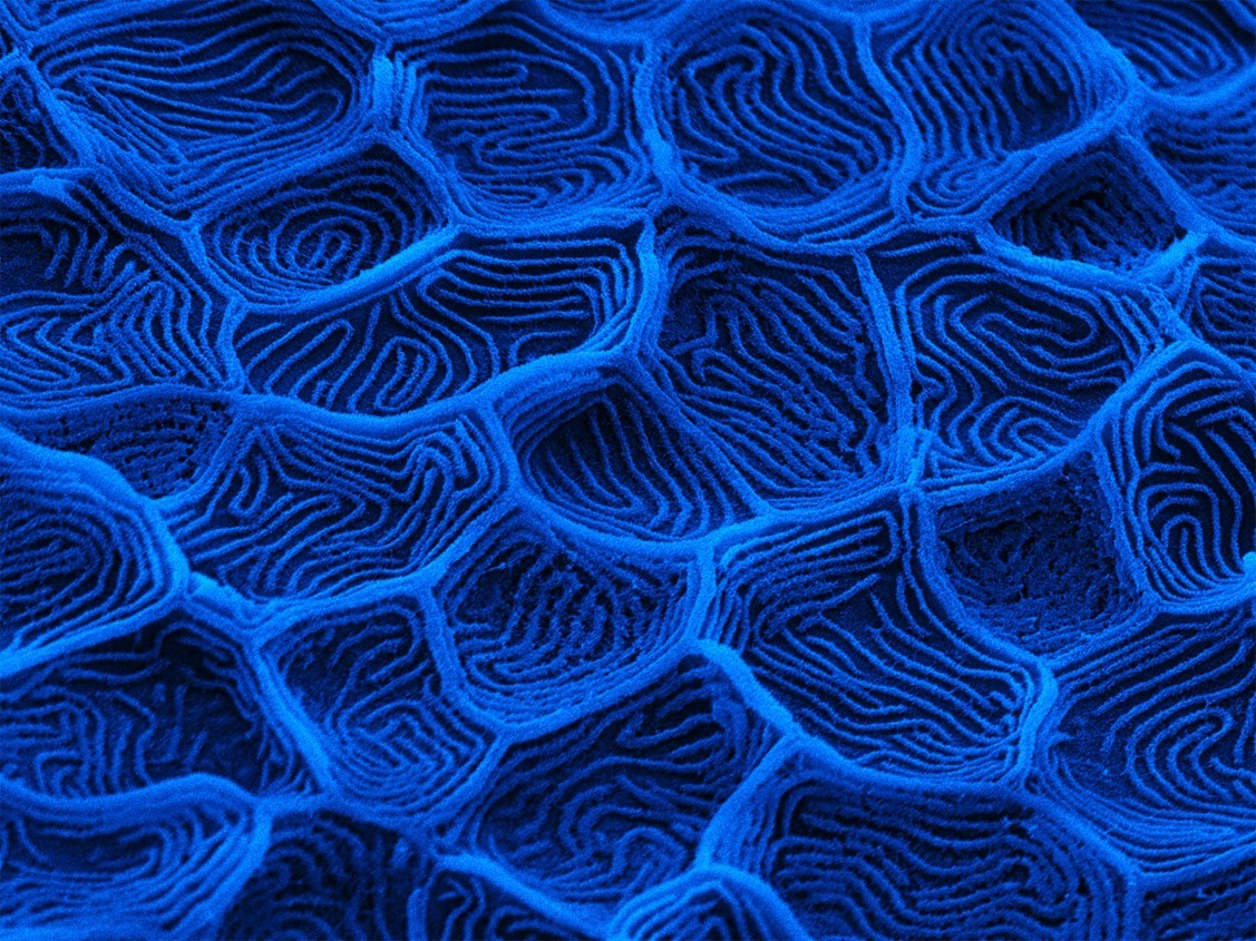 Fish skin under the microscope
